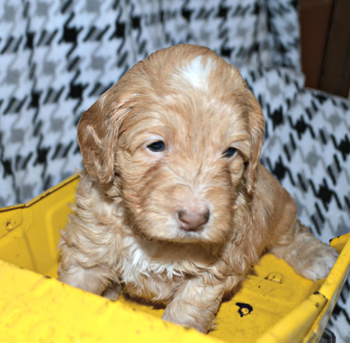 Canola homed Labe’s Australian Cobberdogs