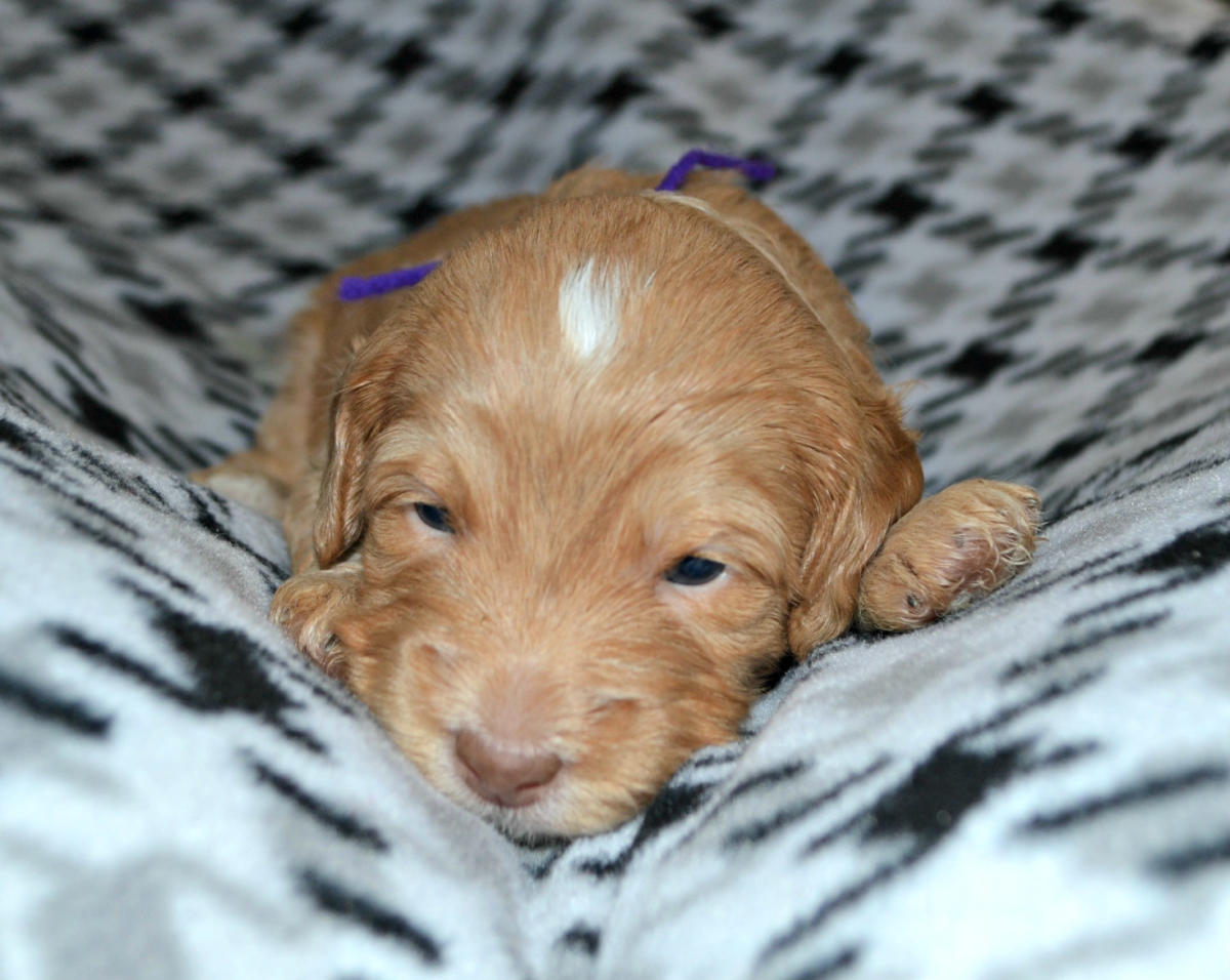 Canola homed Labe’s Australian Cobberdogs