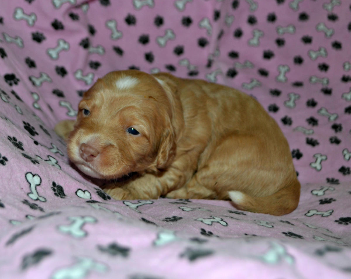 Canola homed Labe’s Australian Cobberdogs